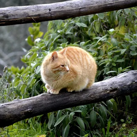 Frühstückspension Masseria Cata Catascia Tortorella